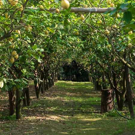 皮雅诺迪索伦托Giardino Di Nonno Lucio - Surrounded By Lemon Tree别墅 外观 照片