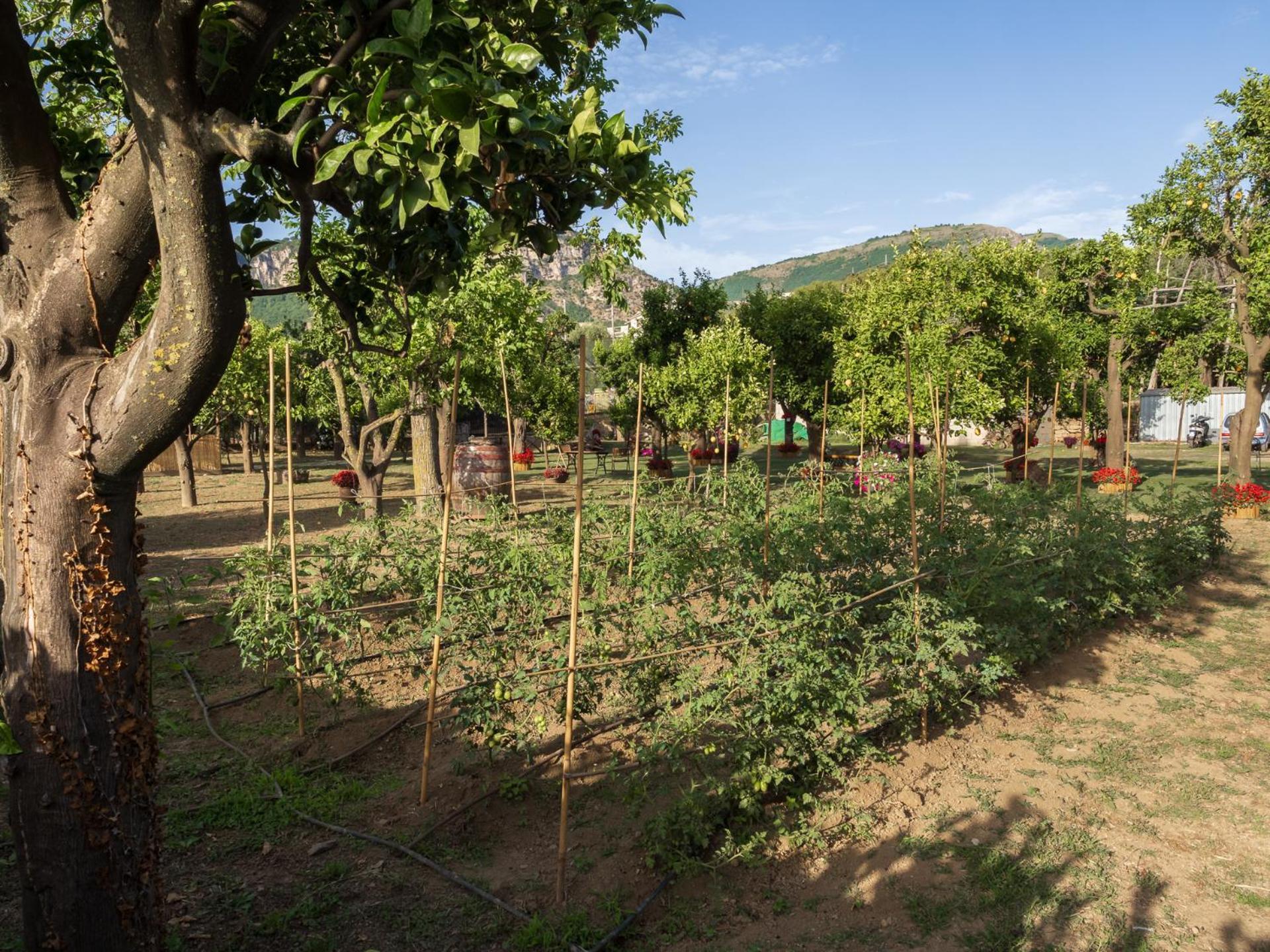 皮雅诺迪索伦托Giardino Di Nonno Lucio - Surrounded By Lemon Tree别墅 外观 照片