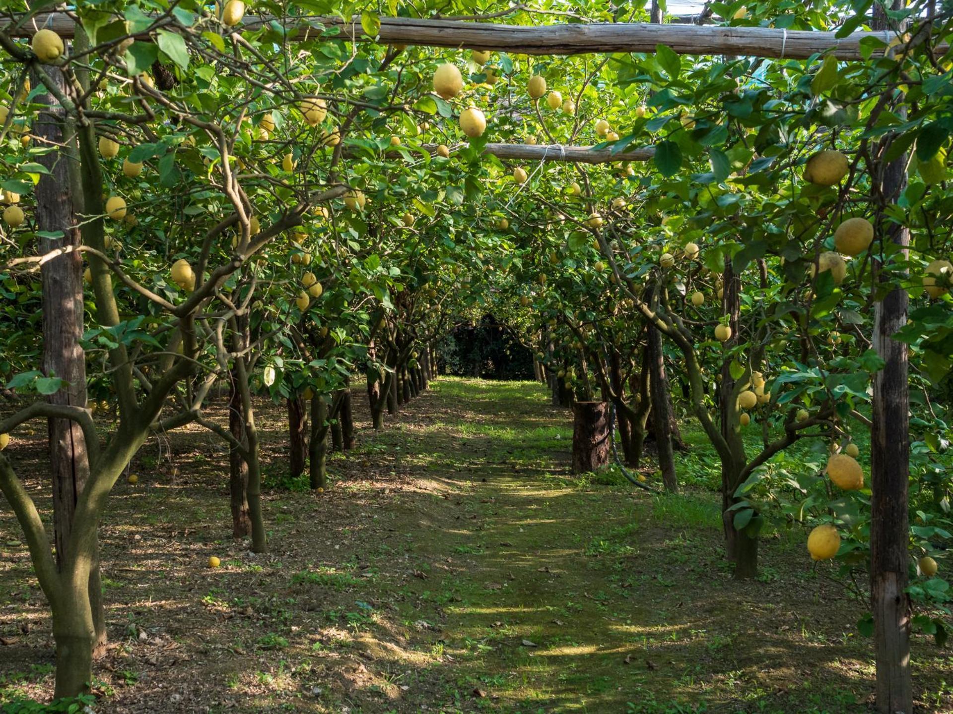 皮雅诺迪索伦托Giardino Di Nonno Lucio - Surrounded By Lemon Tree别墅 外观 照片